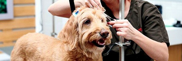 уход за собакой